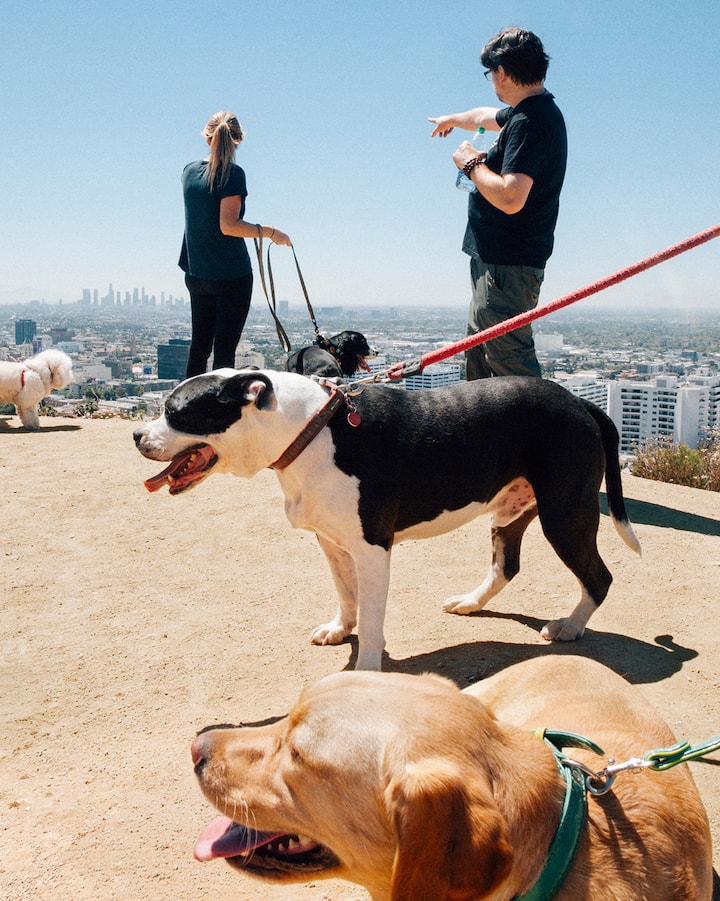 Un homme entouré de chiens montre la silhouette de la ville de Los Angeles.