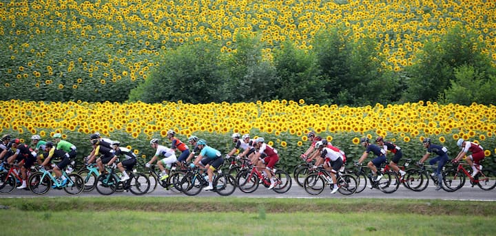 Des cyclistes passent devant un champ de tournesols d'un jaune éclatant.