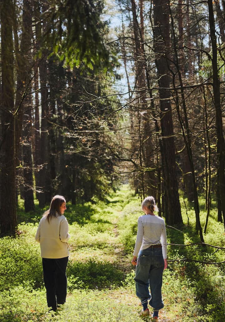Two people walk along a sunny forest path, surrounded by tall pine trees and green undergrowth.