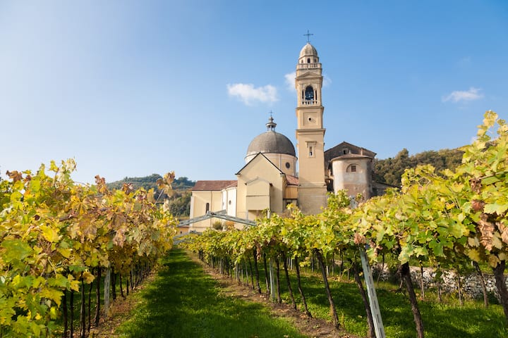 Vigneto in un piccolo borgo rurale italiano con campanile e chiesa illuminati dal sole.