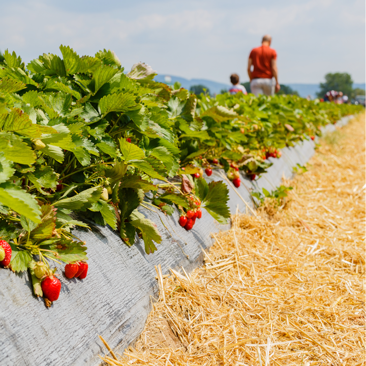 Rows of ripe strawberries growing beside a straw-covered path in the French countryside.