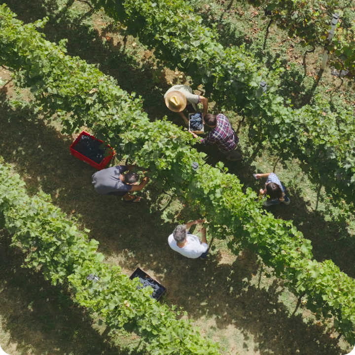 Aerial view of people harvesting grapes in vineyard rows surrounded by lush green countryside.