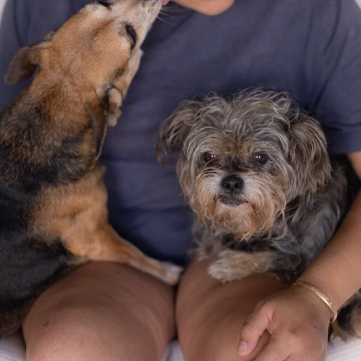 A person holds two small dogs in their lap, one looking up and the other facing the camera.