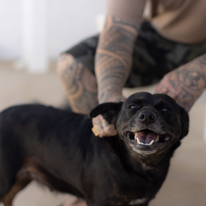 A black dog with a happy open mouth expression stands in front of a person with tattooed arms.
