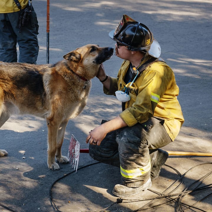 A firefighter in full gear crouches down to greet a dog outdoors at the scene of an emergency response.