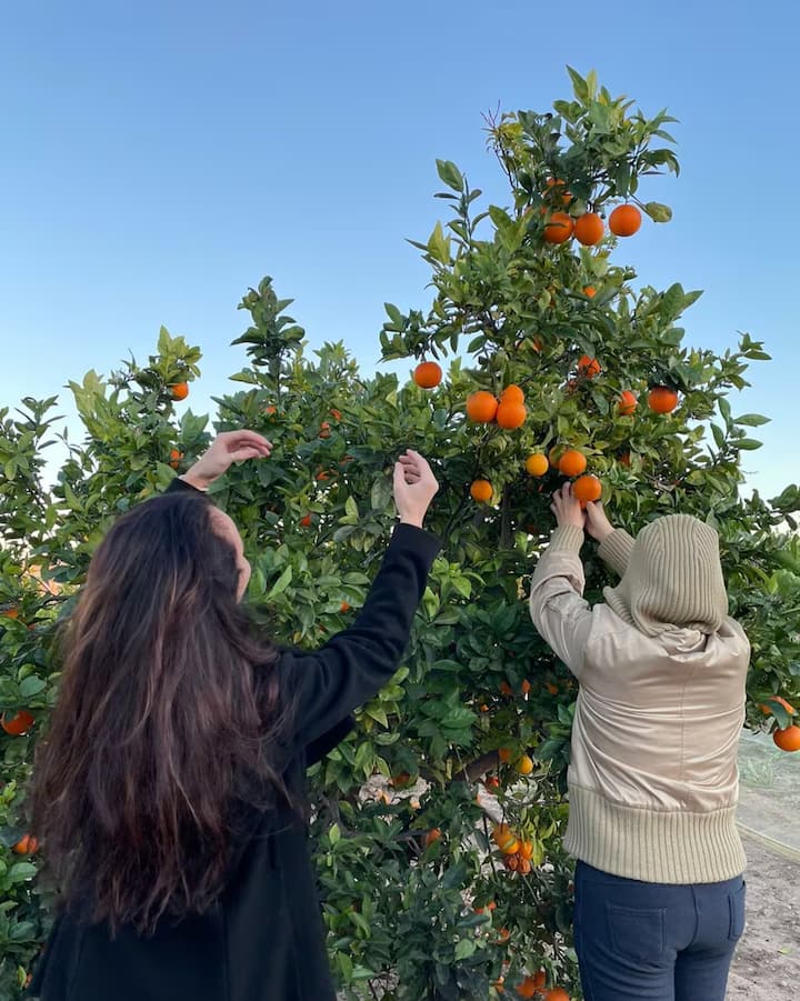 Cerca de Valencia, varias personas recogen naranjas maduras de un árbol antes de la experiencia dedicada al eclipse.