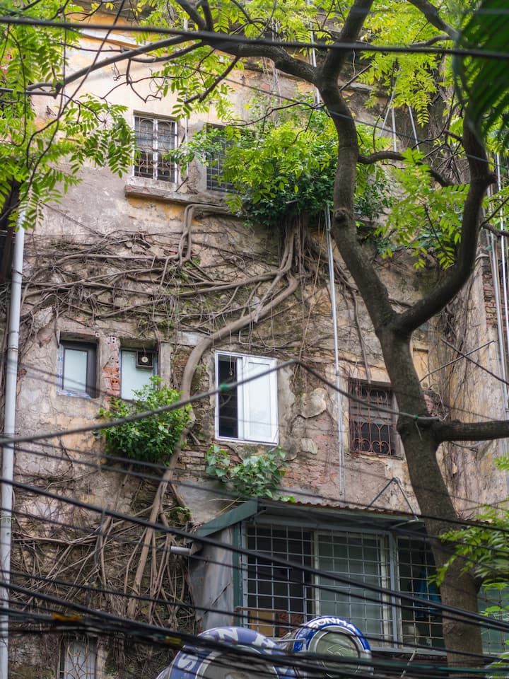 Vietnam apartment building with tree roots climbing the old facade