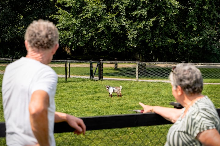 Two guests lean on a fence, watching a goat graze in a sunny rural pasture
