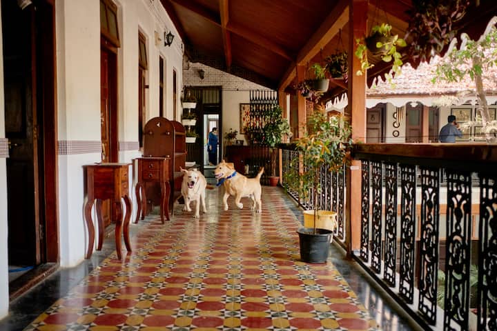 Two dogs stand on a patterned tiled veranda of a historic Indian home filled with plants and wooden furniture.