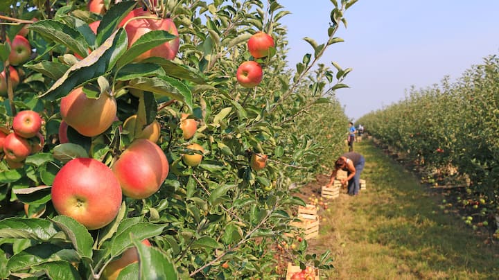 Rows of New York apple trees with workers harvesting fruit into wooden crates