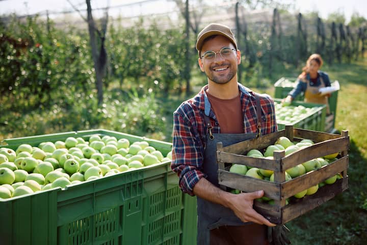 Farmer in an apple orchard carrying a crate of green apples, highlighting Airbnb’s partnership with the New York Cider Association