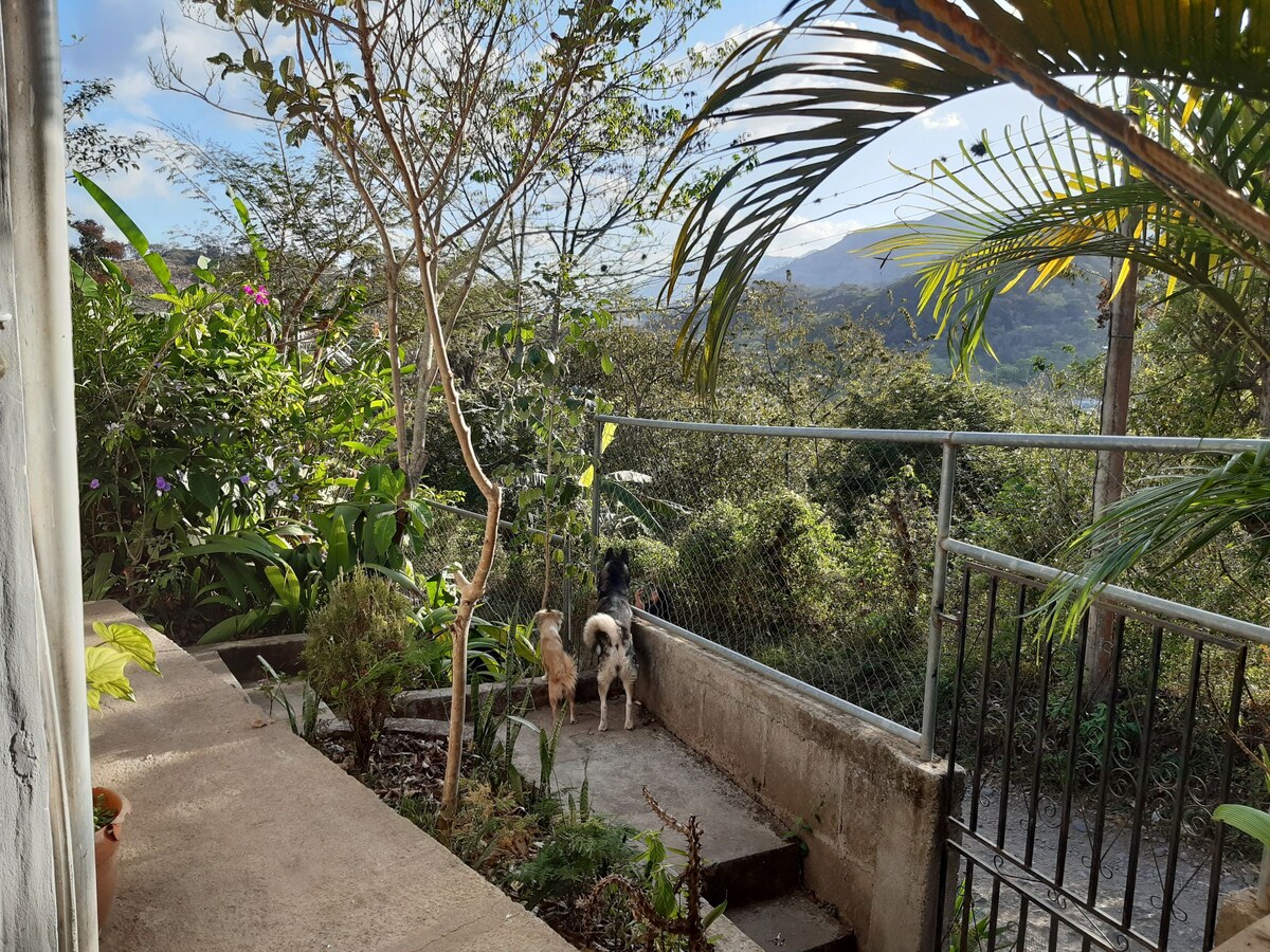 A serene outdoor space is presented, featuring a concrete pathway bordered by lush greenery. Two dogs stand near the edge, observing a scenic view of distant hills. Foliage and a fence enhance the natural surroundings, creating a peaceful and secluded atmosphere.