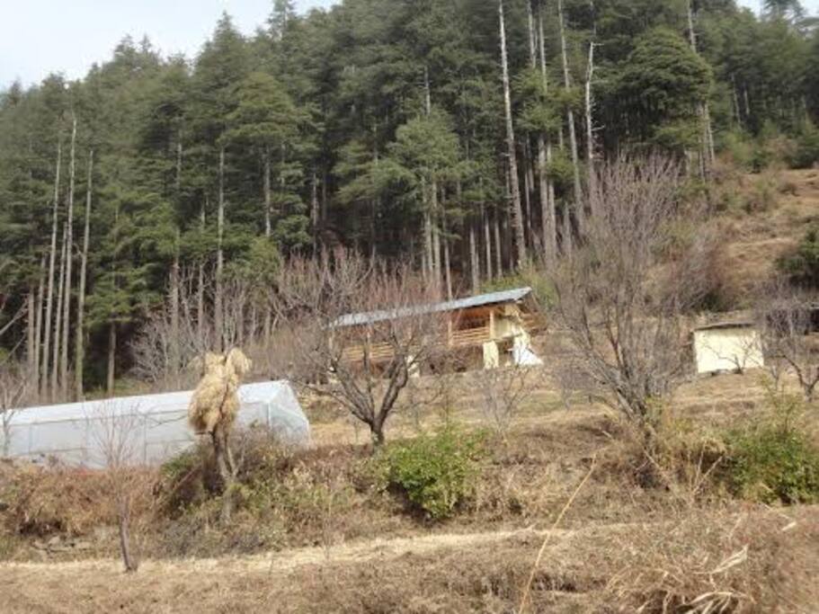 apple trees seen around the house