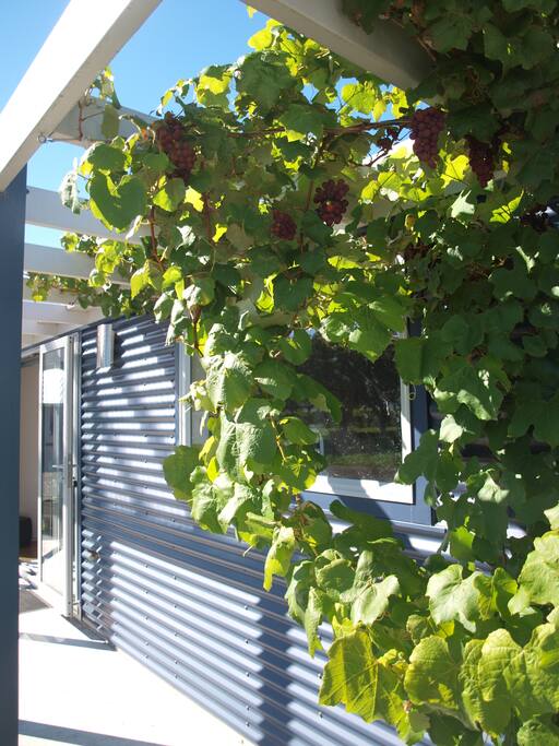Grapes outside of the cottage