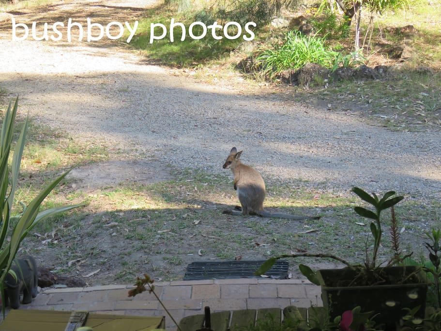 The local wildlife at the door