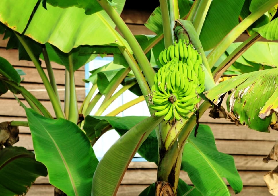 Banana Tree outside Guest House