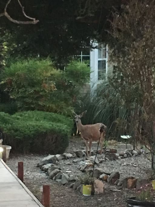 Oh deer