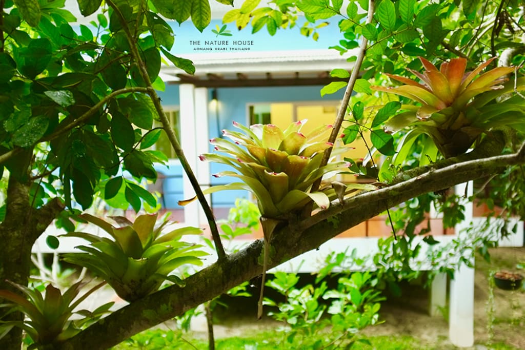 The Nature House Aonang Krabi Thailand : Baan Maprao