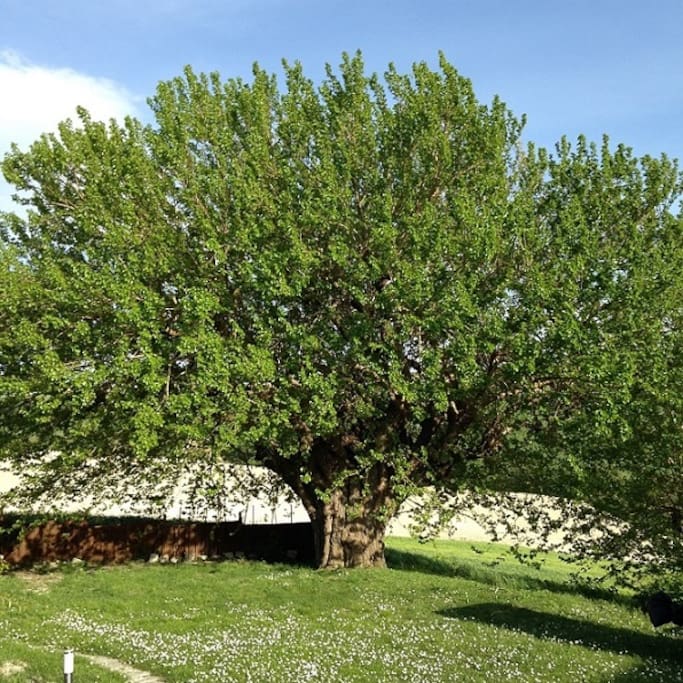 mullberry in front garden