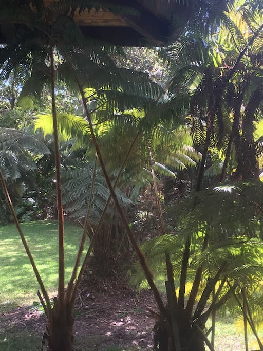 This is the view from the rainforest room! You are nestled in native Hapu'u Pulu trees, which welcome native birds throughout the morning.