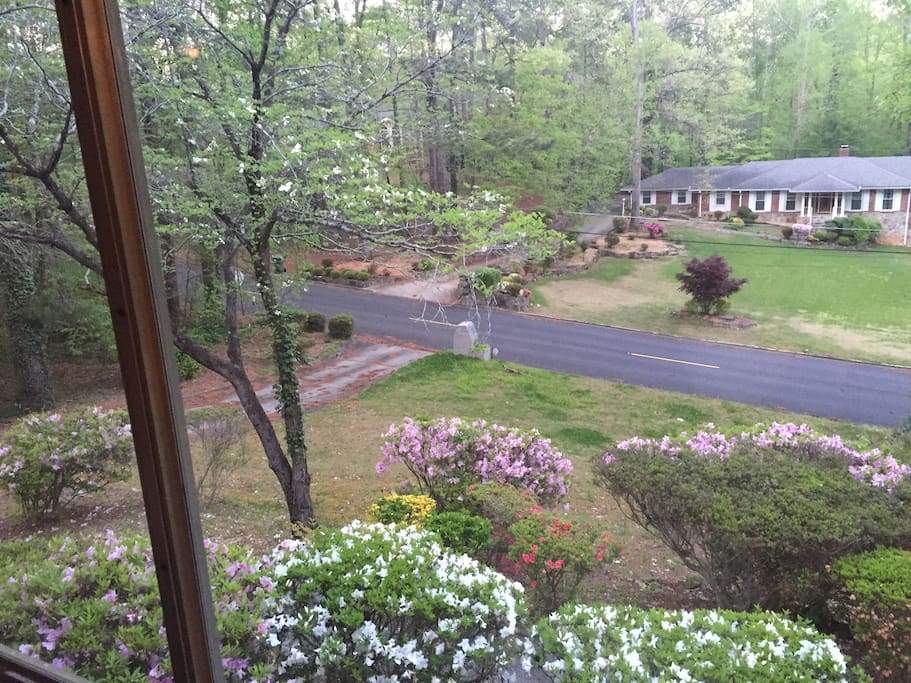 Spring Blooms