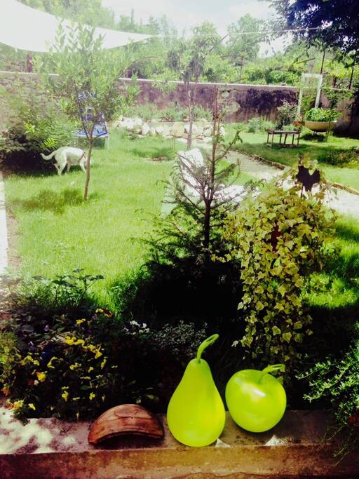Giardino