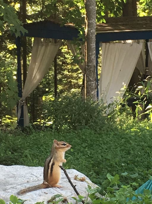 The chipmunks love to have morning tea in the backyard
