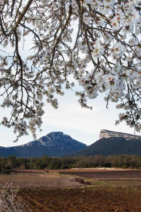Point de vue depuis la terrasse, sous l'amandier en fleurs