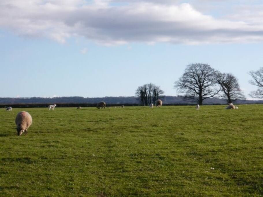 This is the view from the front of my cottage. You can see the Blackdown Hills in the distance