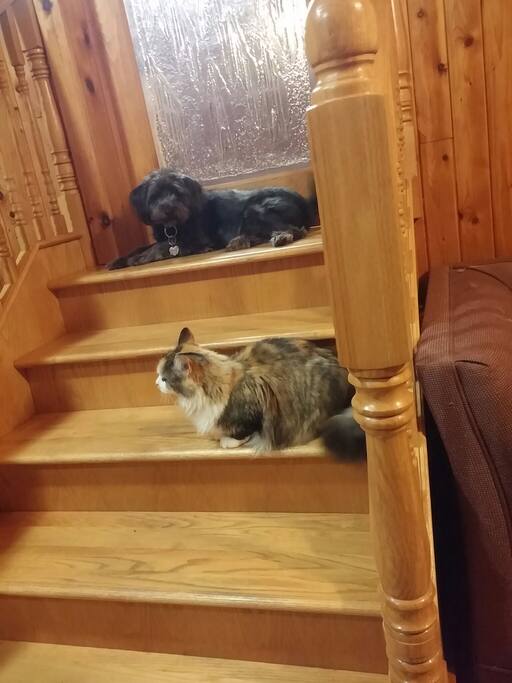 Scruffy and Sophie live here with me at Sis's Place
