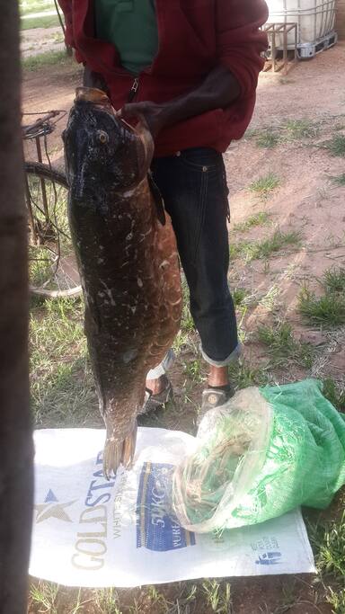 Base fishing