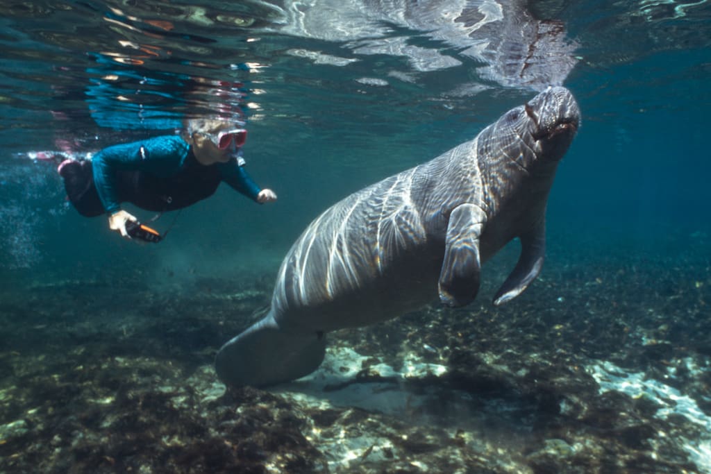 Our guests regularly enjoy close encounters nearby with the friendly manatees !