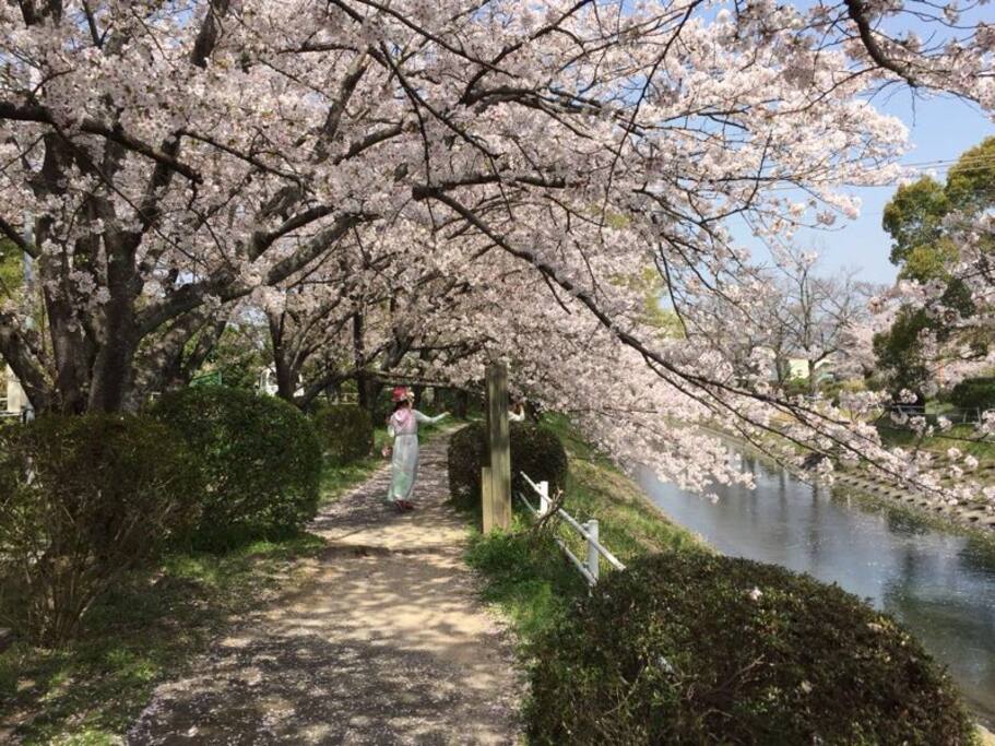 多布施川桜並木