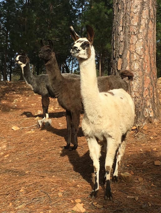 Princess,Baretta and Checkers