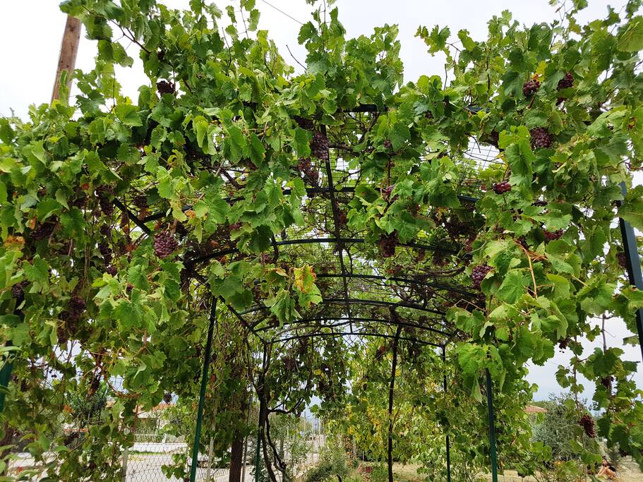 private garden with olive trees, vineyards and fruit trees!