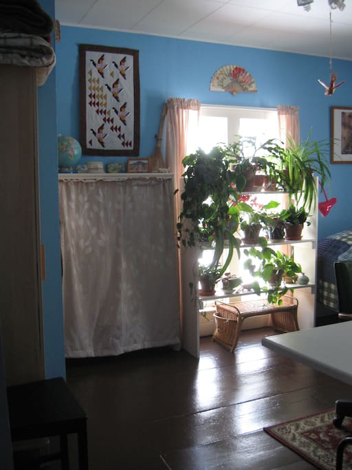 Lots of plants fill up the windows in the winter.
