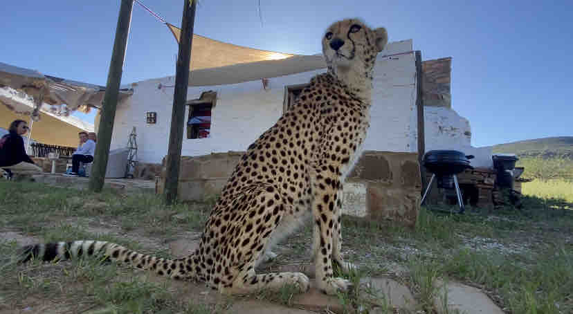 A cheetah is seated in the foreground, displaying its distinctive spotted coat. In the background, a white building with a rustic facade is visible, accompanied by outdoor seating. Natural greenery surrounds the area, with a clear sky overhead, contributing to the serene atmosphere.