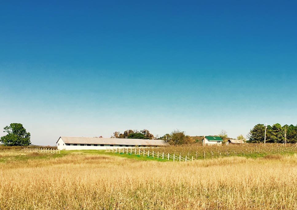 The vineyard View