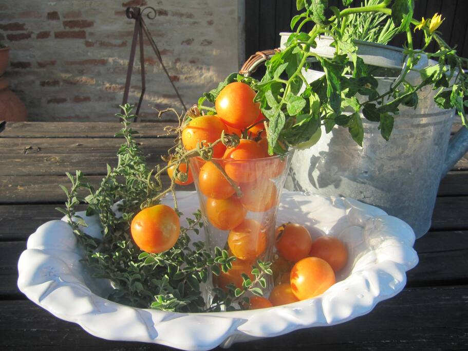 pomodoro autoctono di Monte San Vito