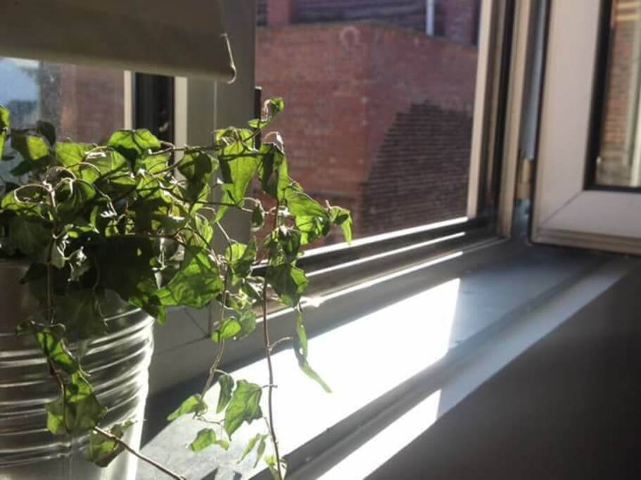 Window