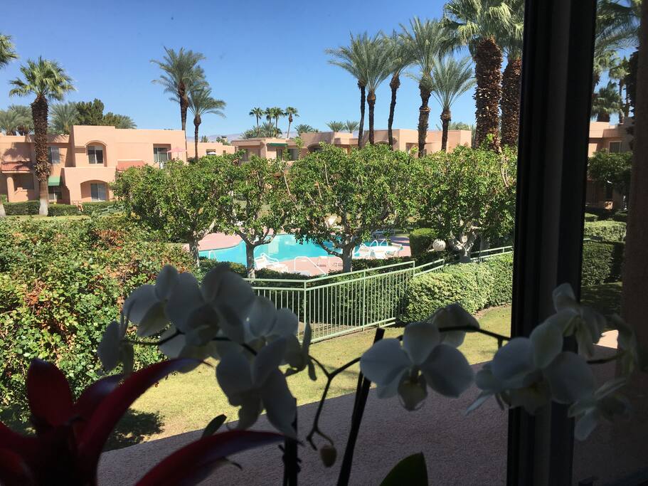 Pool view from deck