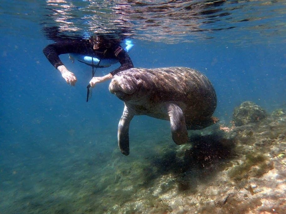 The Magnolia House Guest's Stephanie and Matt's experience of Swimming with the Manatee