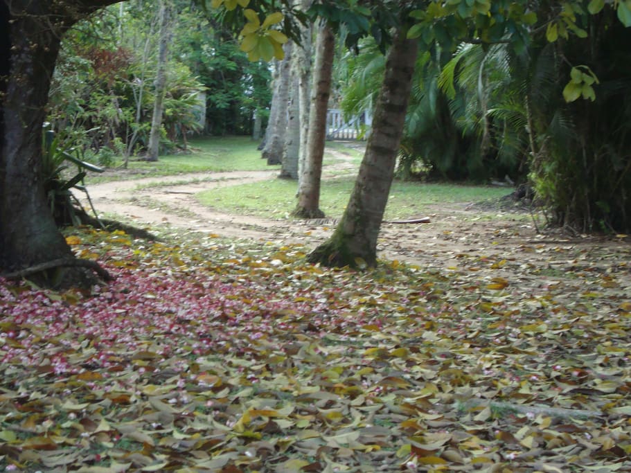 Jardim