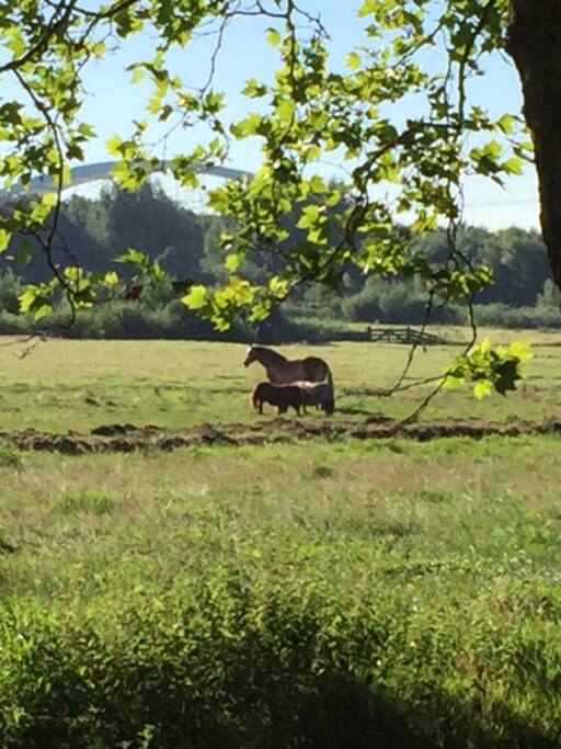 You can brush the horses