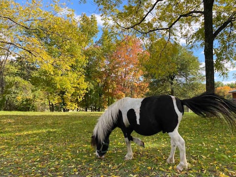 forest cottage 1880s