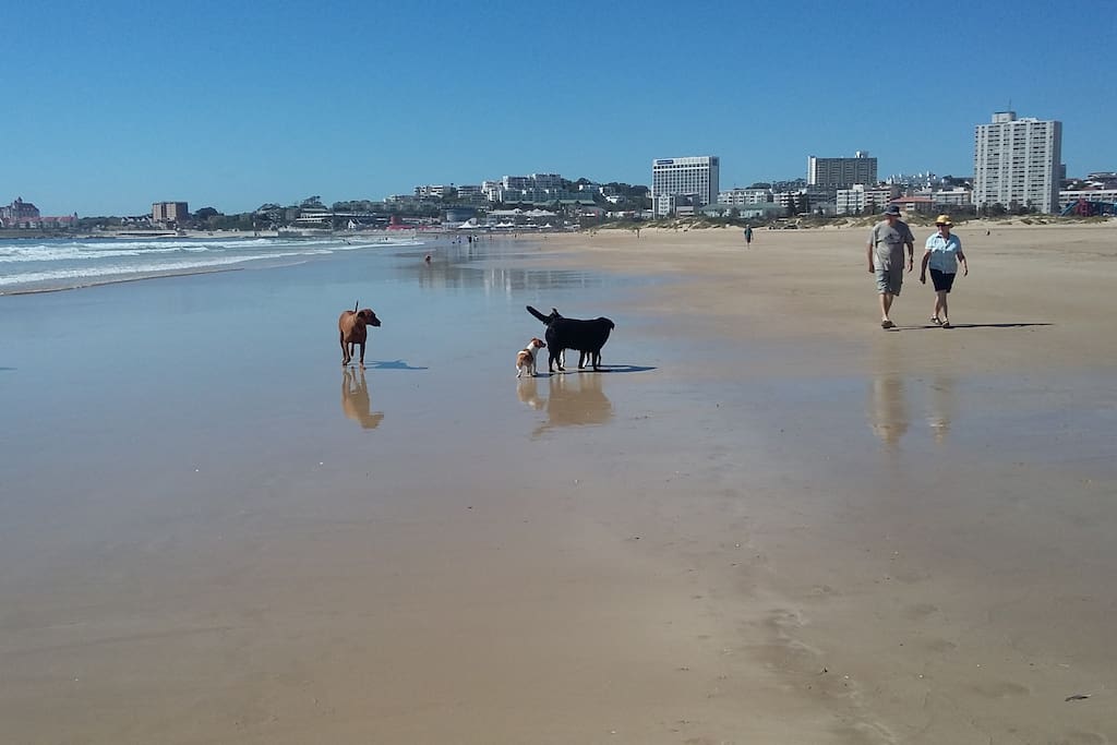 Kings beach on a beautiful sunday morning walk with the dogs