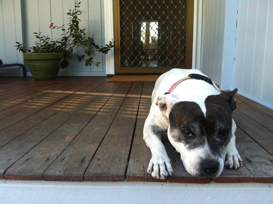 Our pooch Zoe