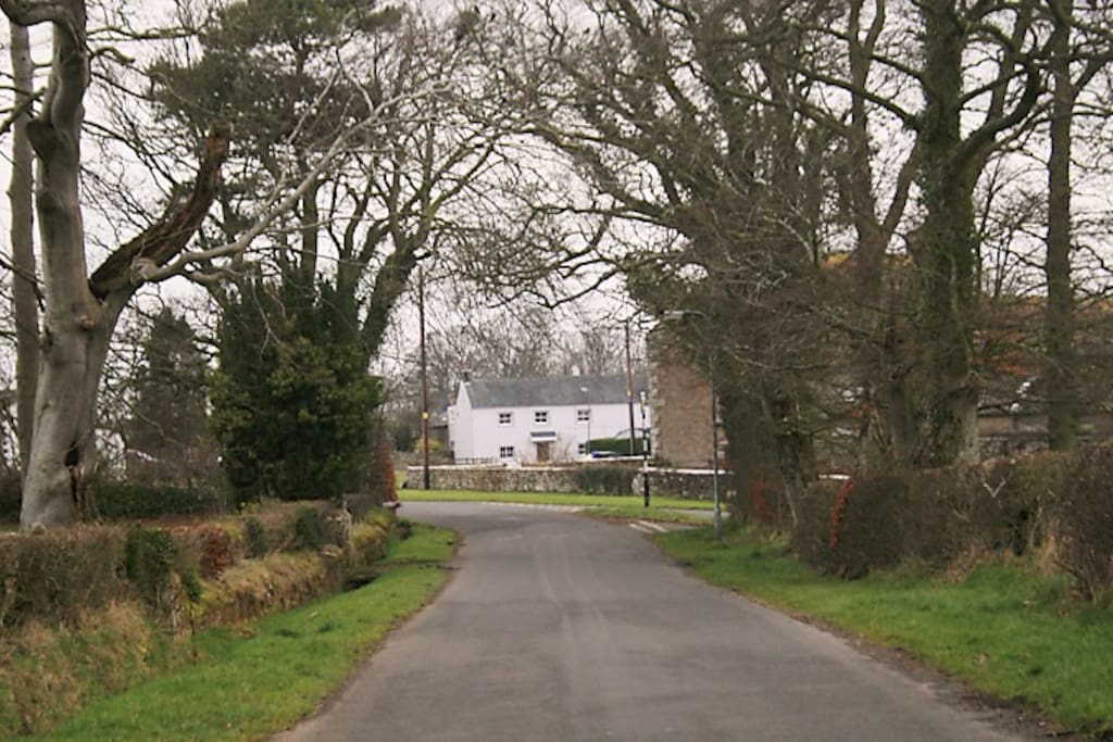 The Oak viewed from the church gate.