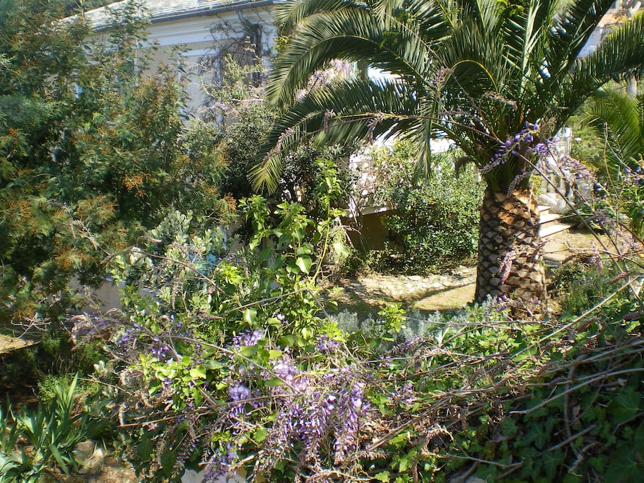 De beaux palmiers et un jardin clos