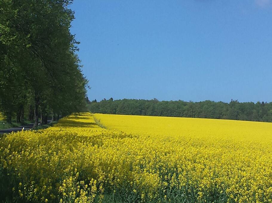Frühling auf der Insel Rügen